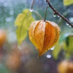 meteo ottobre autunno pioggia maltempo