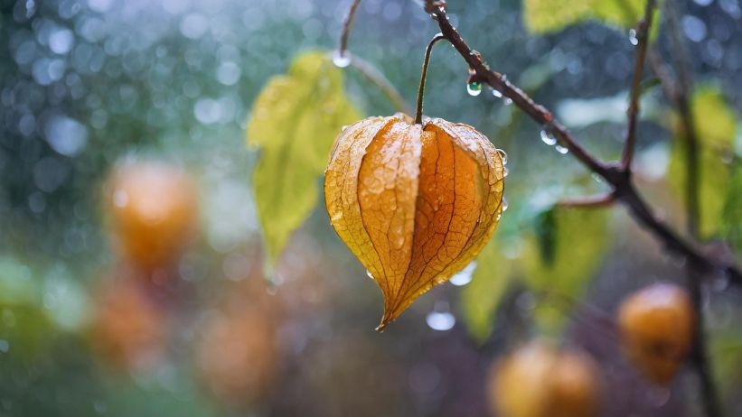 meteo ottobre autunno pioggia maltempo