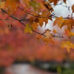 previsioni meteo ottobre maltempo pioggia autunno