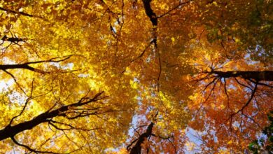 Photo of Previsioni meteo domani (1 ottobre): clima mite, aumenta l’instabilità! Ecco dove