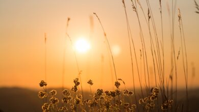 Photo of Estate di San Martino: sole e clima mite sull’Italia, ma non mancano nebbie e smog