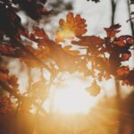 previsioni meteo estate di san martino