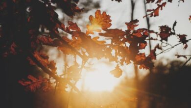 Photo of Arriva l’estate di San Martino: tempistiche e previsioni nei dettagli