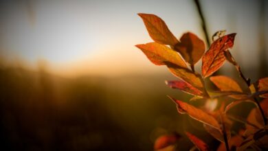 Photo of Previsioni meteo domani: torna l’Estate di San Martino sull’Italia!