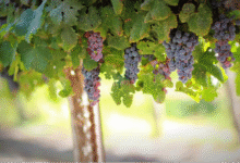 Photo of Settembre 2025 è stato per l’Italia il terzo più caldo per il mare, il nono per la terraferma. I dati Copernicus