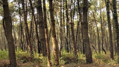 Photo of Famiglia nel bosco a Chieti: allontanati i tre figli minorenni