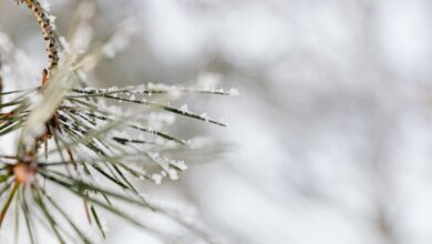 Photo of Ciclone polare in Italia: freddo intenso e neve in arrivo! Dettagli e tempistiche