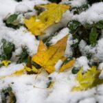 meteo prima neve autunno freddo domani