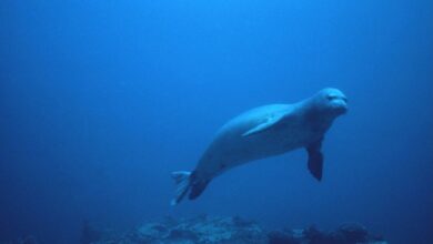 Photo of Foca monaca a Venezia: nuovo avvistamento spettacolare in laguna