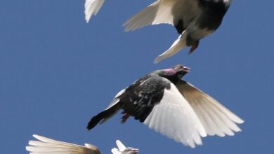 Photo of Aviaria H5N5, primo caso umano al mondo negli Usa: paziente morto