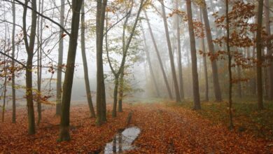 Photo of Meteo domani: ancora nessuna pioggia in vista, attenzione a nebbia e smog