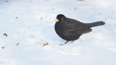 Photo of Giorni della Merla: tra tradizione e realtà climatica. Qual è la tendenza 2026?