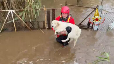 Photo of Esonda un fiume in Sardegna a causa della tempesta Harry: due dispersi