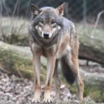 Lupo grigio