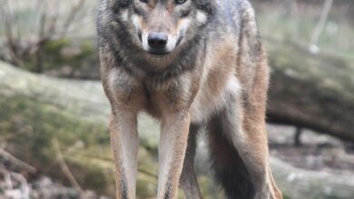 Photo of Strage di lupi nel Parco Nazionale d’Abruzzo, Lazio e Molise: probabili avvelenamenti