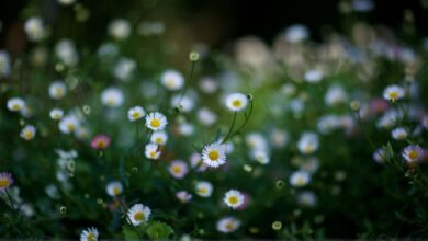 Photo of Tendenza meteo weekend 25 aprile: clima caldo e tanto sole!