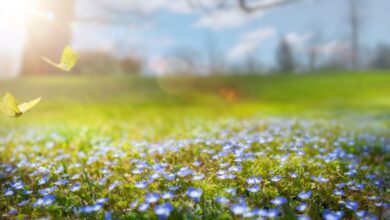 Photo of Previsioni meteo 25 aprile: stabilità e sole! Clima caldo