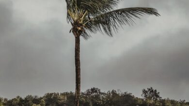 Photo of Maltempo e piogge torrenziali: 16 morti tra Haiti e Repubblica Dominicana