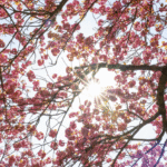 meteo Pasqua