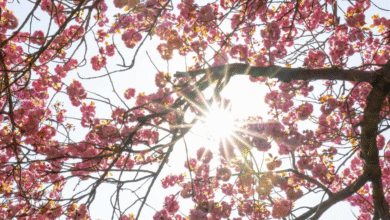 Photo of Pasqua 2026 con l’Anticiclone delle Azzorre: sole e clima mite in Italia