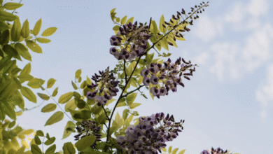 Photo of Previsioni meteo Pasqua 2026: sole e caldo su tutta Italia