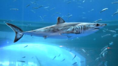 Photo of Uno squalo mako colpisce un’imbarcazione a Gallipoli