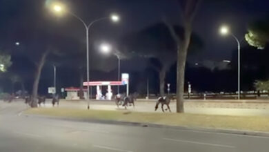 Photo of Cavalli in fuga nella notte a Roma, caos sulle strade