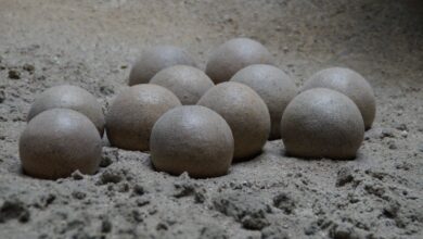 Photo of Straordinaria scoperta di uova di dinosauro nel sud della Francia