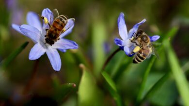 Photo of Giornata mondiale delle api 2026: il ruolo degli impollinatori in un clima che cambia