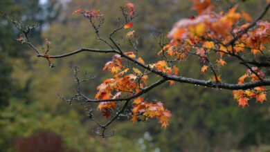 Photo of Meteo weekend di Halloween e Ognissanti: arriva il freddo, piogge e neve! Ecco dove